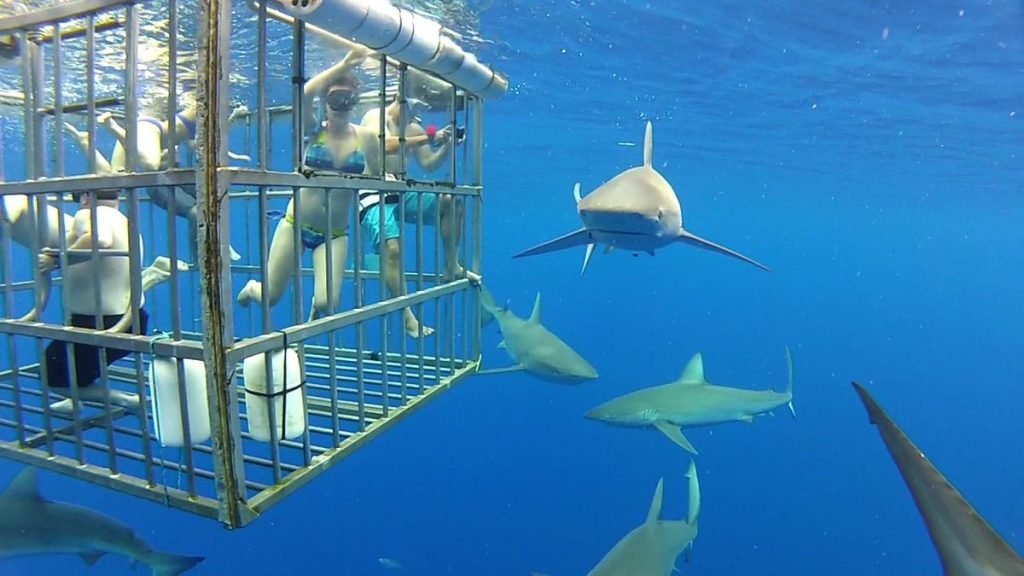 Deep Blue Adventures